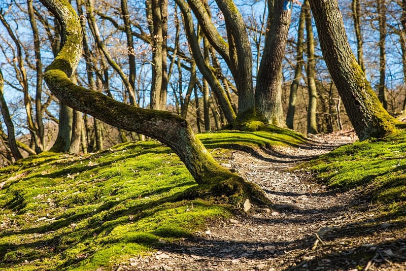 Offbeat Trails