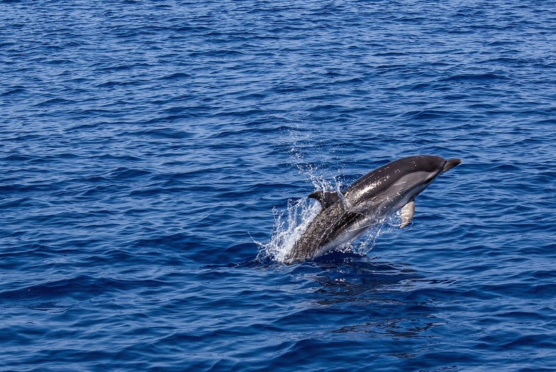 Swimming with Dolphins