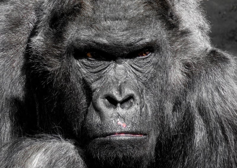 Mountain Gorilla Encounter