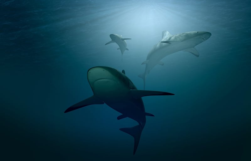 Shark Diving Adventure